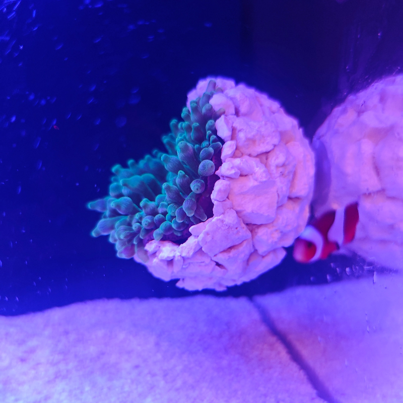 New DIY Handmade Floating Magn - Marine Aquarium For Sale avaliação e preço