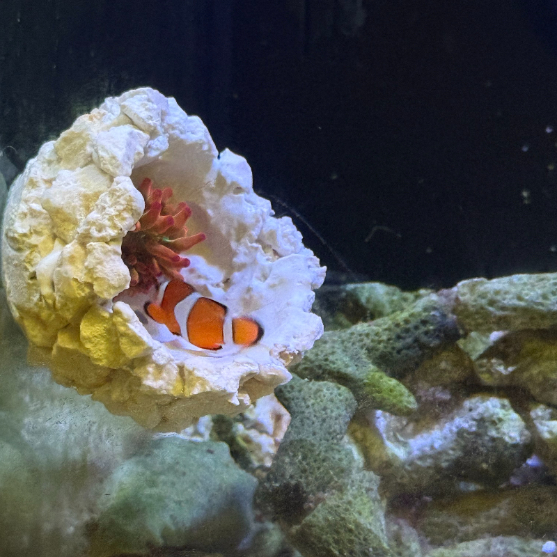 New DIY Handmade Floating Magn - Marine Aquarium For Sale avaliação e preço