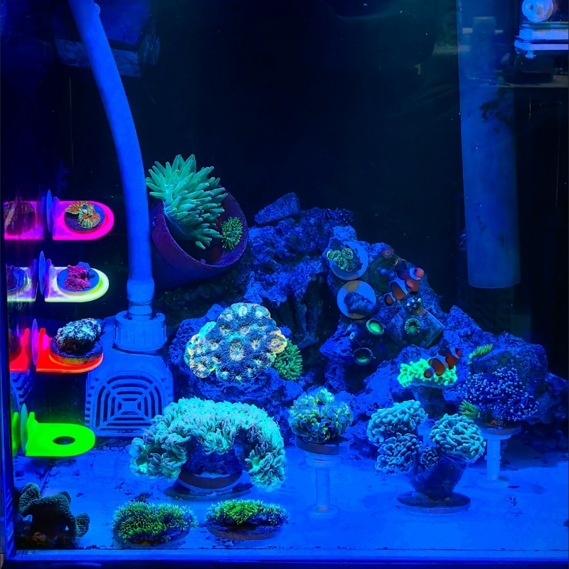 Color Random Coral Frag Holder - Aquarium Marine Color avaliação e preço
