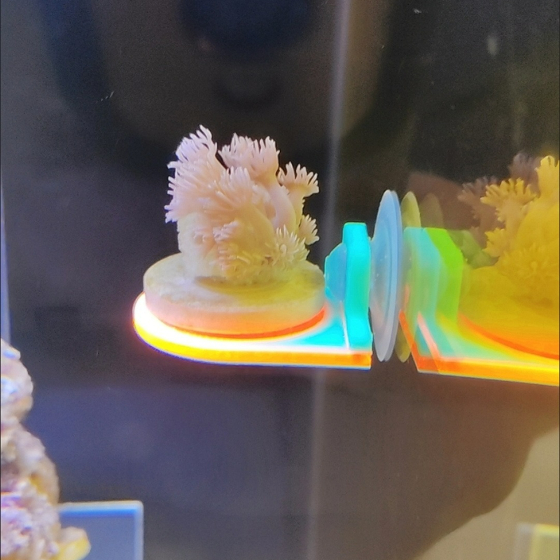 Color Random Coral Frag Holder - Aquarium Marine Color avaliação e preço